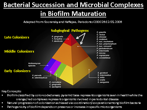 oral pathogens pyramid